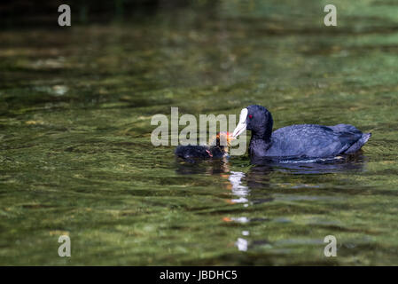 Une foulque nourrit sa mère sur le poussin watersurface. Banque D'Images