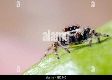 Araignée sauteuse Banque D'Images