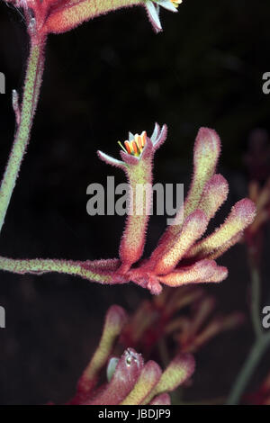 Close-up of Tall Patte de kangourou Anigozanthos flavidus fleurs-- Famille Haemodoraceae Banque D'Images