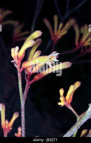 Close-up of Tall Patte de kangourou Anigozanthos flavidus fleurs-- Famille Haemodoraceae Banque D'Images