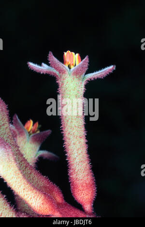 Close-up of Tall Patte de kangourou Anigozanthos flavidus fleurs-- Famille Haemodoraceae Banque D'Images