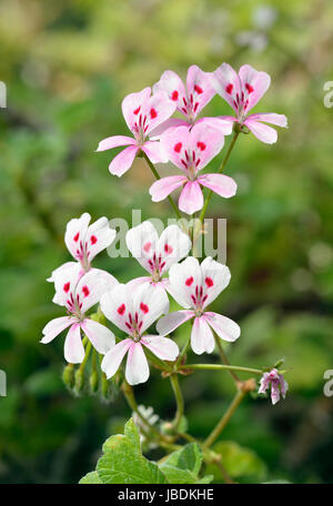 Géranium ou Cactus Géranium - Pelargonium echinatum Sweetheart en provenance d'Afrique du Sud Banque D'Images