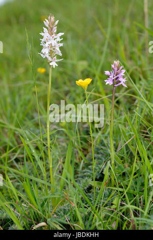 La commune - Orchidée Dactylorhiza fuchsii Pink & White des formes, la renoncule bulbeuse Ranunculus bulbosus - Banque D'Images