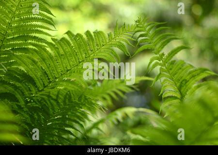 Résumé fond flou, avec un délicat motif fougère. Dense, la végétation luxuriante, dans le jardin. La couleur dominante de verdure. Banque D'Images