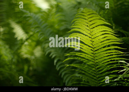 Résumé fond flou, avec un délicat motif fougère. Dense, la végétation luxuriante, dans le jardin. La couleur dominante de verdure. Banque D'Images