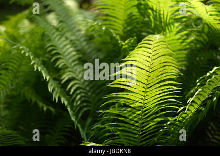 Résumé fond flou, avec un délicat motif fougère. Dense, la végétation luxuriante, dans le jardin. La couleur dominante de verdure. Banque D'Images