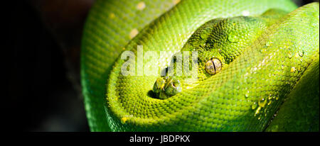 Green Tree python dans un zoo Banque D'Images