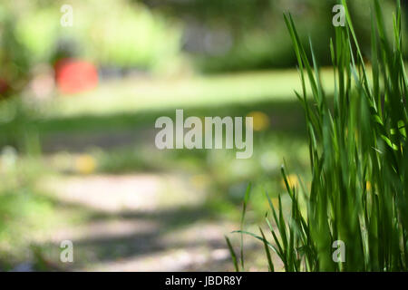 Arrière-plan avec l'herbe haute. Dans l'arrière-plan flou, un jardin de bokeh. Banque D'Images