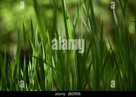 Arrière-plan avec l'herbe haute. Dans l'arrière-plan flou, un jardin de bokeh. Banque D'Images