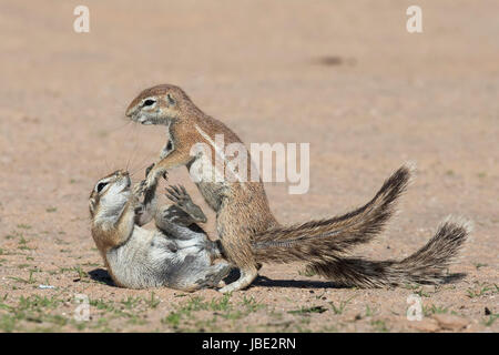 Les écureuils terrestres (Ha83 inauris) combats, Kgalagadi Transfrontier Park, Northern Cape, Afrique du Sud, janvier 2017 Banque D'Images