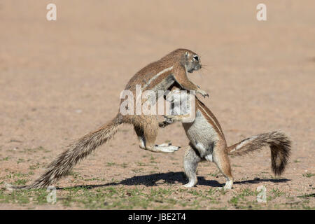 Les écureuils terrestres (Ha83 inauris) combats, Kgalagadi Transfrontier Park, Northern Cape, Afrique du Sud, janvier 2017 Banque D'Images