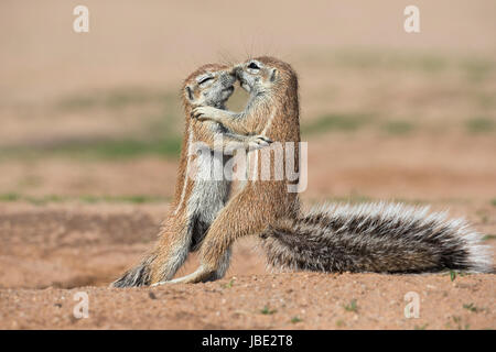 Les jeunes écureuils terrestres (Ha83 inauris), Kgalagadi Transfrontier Park, Northern Cape, Afrique du Sud, janvier 2017 Banque D'Images