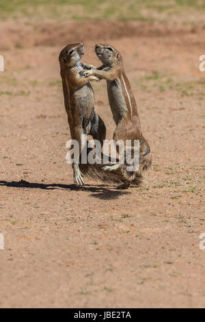 Les écureuils terrestres (Ha83 inauris) combats, Kgalagadi Transfrontier Park, Northern Cape, Afrique du Sud, janvier 2017 Banque D'Images