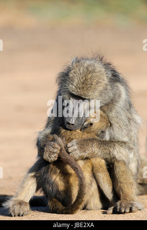 Des babouins Chacma (Papio ursinus) le toilettage, Kruger National Park, Afrique du Sud, mai 2017 Banque D'Images