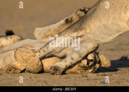 Jeunes lions (Panthera leo) de jouer, Kgalagadi transfrontier park, Northern Cape, Afrique du Sud, février 2017 Banque D'Images