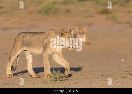 Jeunes lions (Panthera leo), Kgalagadi transfrontier park, Northern Cape, Afrique du Sud, février 2017 Banque D'Images