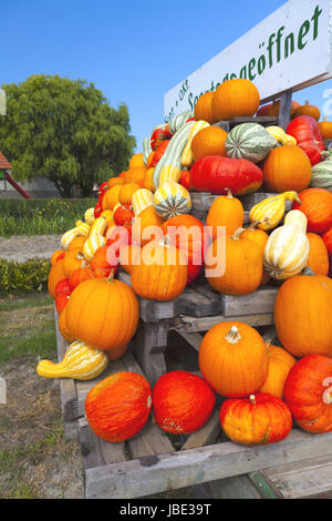 De nombreuses citrouilles ornementales colorés empilés sur un chariot en face de ciel bleu Banque D'Images