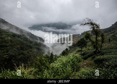 Plateau ferme dans les montagnes de Taiwan au cours de la matinée, les nuages flottait encore autour de Banque D'Images
