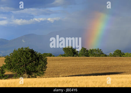 Arc-en-ciel sur le Plateau de Valensole, Alpes de Haute-Provence, Provence, France Banque D'Images