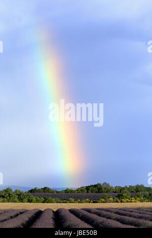 Arc-en-ciel sur le Plateau de Valensole, Alpes de Haute-Provence, Provence, France Banque D'Images