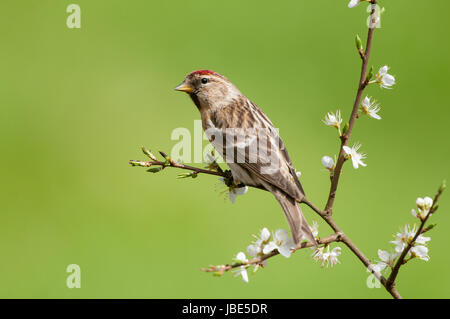 Sizerin flammé de moindre mâle blossom twig Banque D'Images