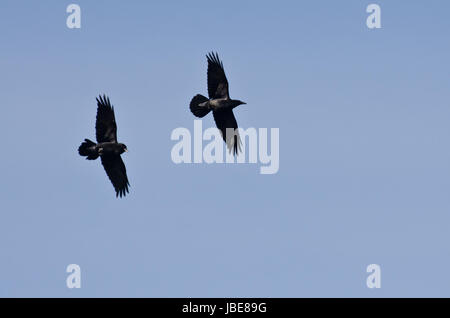 Deux corbeaux noirs volant dans un ciel bleu Banque D'Images