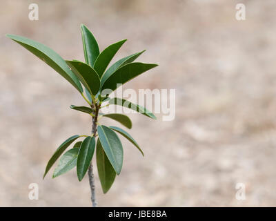 Australian figuier Ficus obliqua connue comme la fig à petites feuilles jeune semis Banque D'Images