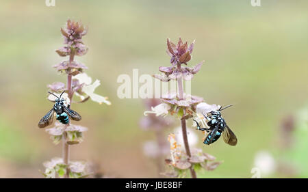 Néon bleu australien Thyreus nitidulus abeille coucou, vivre les abeilles coucou parasitaires sur les fleurs de basilic Banque D'Images