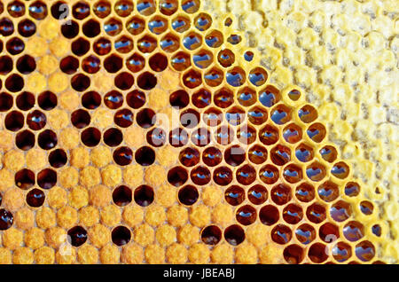 Le miel en gros plan d'abeilles Banque D'Images
