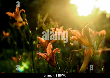 Fire lily sur le coucher du soleil Banque D'Images