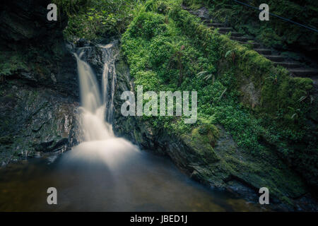 Puck's Glen, Argyll Forest Park, par Dunoon. Une gorge magique avec tumbling cascades sous une voûte de sapins Douglas. Cadre enchanteur et éthéré. Banque D'Images