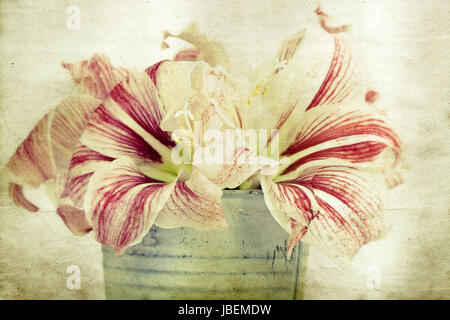 Vintage photo de lilly fleurs dans un seau Banque D'Images