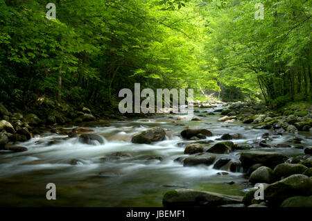 Cascades dans la broche du milieu de la Petite Rivière Pigeon dans Tremont de Great Smoky Mountains National Park, California, USA. Banque D'Images