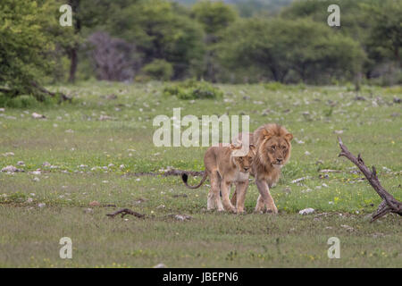 Couple de lions d'accouplement de marcher dans l'herbe dans le parc national d'Etosha, Namibie. Banque D'Images