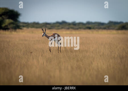 Springbok pronking dans les hautes herbes dans le central kalahari, Botswana. Banque D'Images