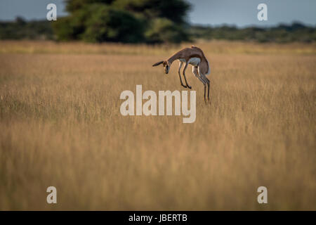 Springbok pronking dans les hautes herbes dans le central kalahari, Botswana. Banque D'Images