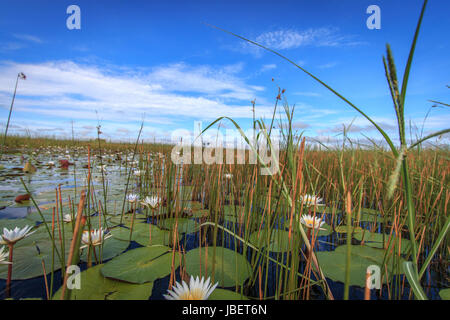 Photo du paysage dans le delta de l'Okavango, au Botswana. Banque D'Images