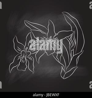 Dessin à la main sur l'Orchidée noire texturée. conseil concept éducation, vector illustration Illustration de Vecteur