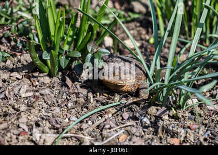 Crapaud femelle brune dans le jardin de printemps ensoleillé, République tchèque Banque D'Images