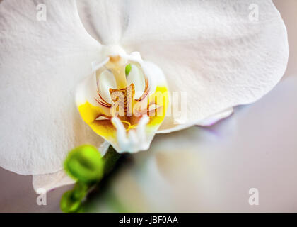 Détail d'une belle orchidée phalaenopsis blanc montrant le labelle jaune lumineux colorés Banque D'Images