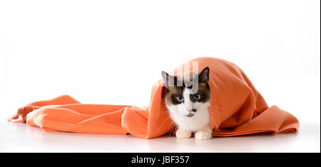 Cat se cachant sous des capots - ragdoll assis sous couverture orange sur fond blanc - mâle Banque D'Images