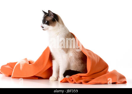 Chat sous des capots - ragdoll assis sous couverture orange sur fond blanc - mâle Banque D'Images