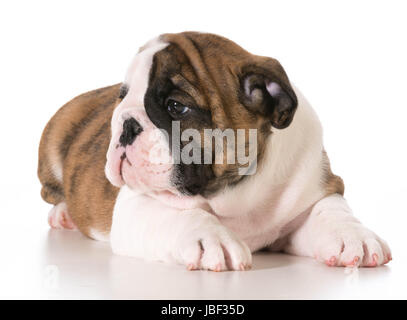 Chiot mignon - chiot bouledogue anglais fixant - 8 semaines Banque D'Images