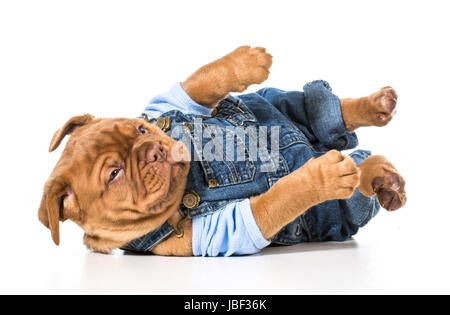 Chiot mâle - Dogue de Bordeaux portant salopette mignon isolé sur fond blanc Banque D'Images