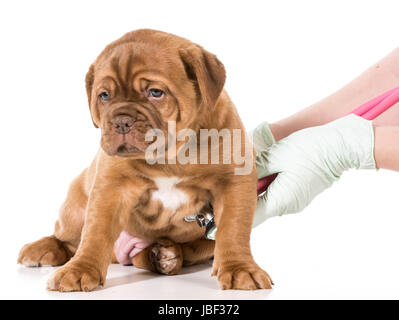 Soins vétérinaires - Dogue de Bordeaux en cours d'examen par le vétérinaire isolé sur fond blanc Banque D'Images