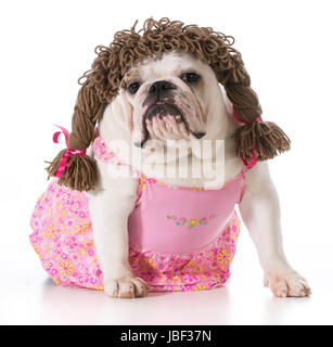 - Chien femelle bulldog Anglais portant robe rose et perruque de cochon isolé sur fond blanc Banque D'Images