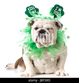 St Patrick Day - chien bulldog Anglais porter kiss me I'M Irish headband isolé sur fond blanc Banque D'Images
