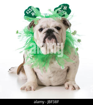 St Patrick Day - chien bulldog Anglais porter kiss me I'M Irish headband isolé sur fond blanc Banque D'Images