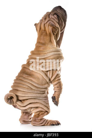 La mendicité - chien chiot Shar Pei chinois debout sur pieds arrière isolé sur fond blanc Banque D'Images