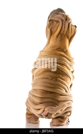 Chinese Shar Pei à partir de l'arrière à la mendicité permanent Banque D'Images